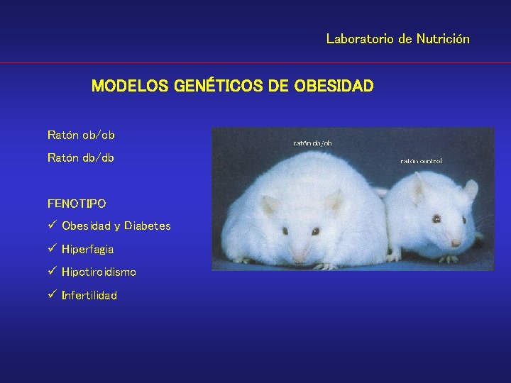 Laboratorio de Nutrición MODELOS GENÉTICOS DE OBESIDAD Ratón ob/ob Ratón db/db FENOTIPO ü Obesidad