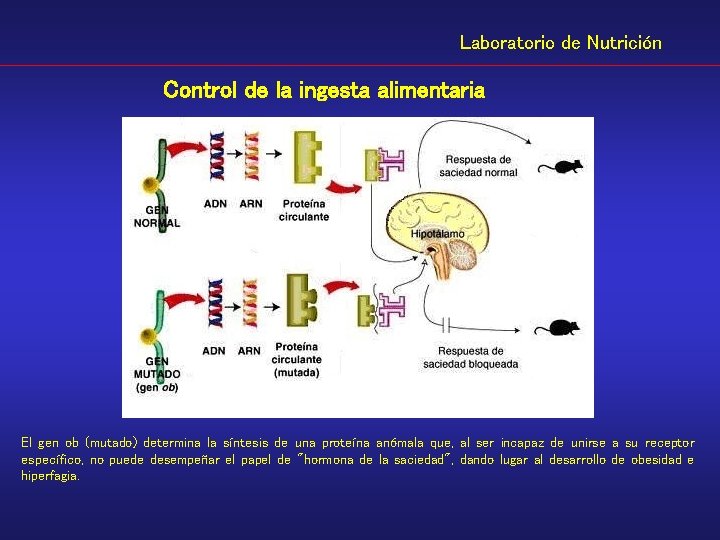 Laboratorio de Nutrición Control de la ingesta alimentaria El gen ob (mutado) determina la