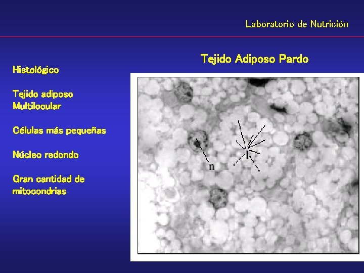 Laboratorio de Nutrición Histológico Tejido adiposo Multilocular Células más pequeñas Núcleo redondo Gran cantidad