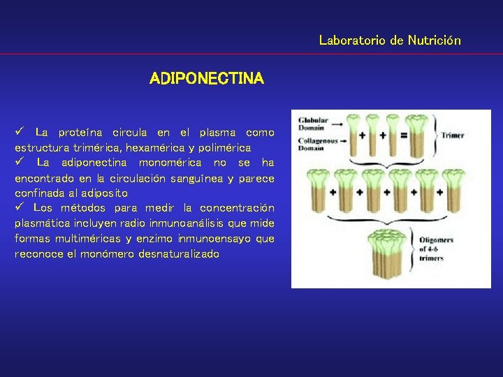 Laboratorio de Nutrición ADIPONECTINA ü La proteína circula en el plasma como estructura trimérica,
