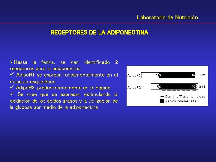 Laboratorio de Nutrición RECEPTORES DE LA ADIPONECTINA üHasta la fecha, se han identificado 2