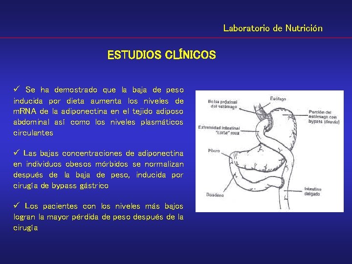 Laboratorio de Nutrición ESTUDIOS CLÍNICOS ü Se ha demostrado que la baja de peso