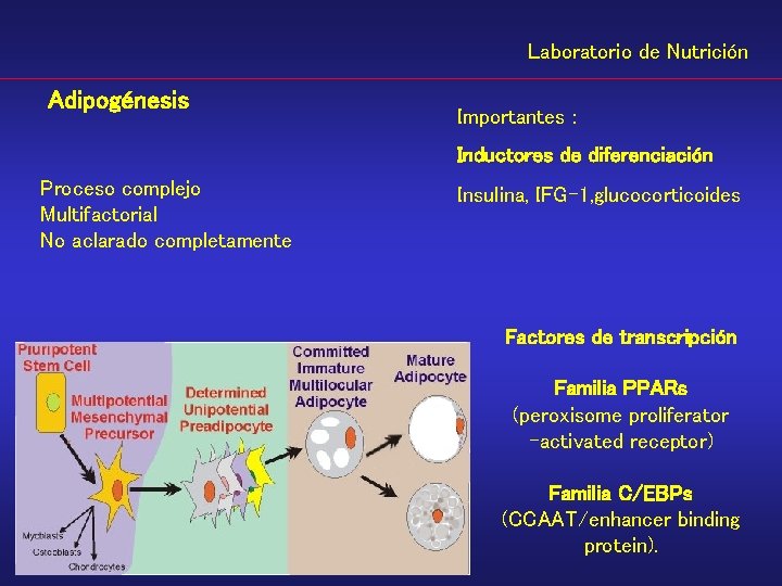 Laboratorio de Nutrición Adipogénesis Importantes : Inductores de diferenciación Proceso complejo Multifactorial No aclarado