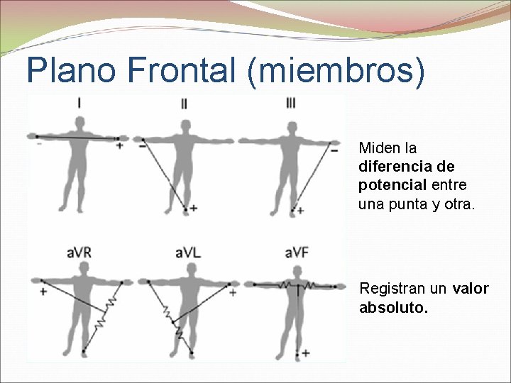 Plano Frontal (miembros) Miden la diferencia de potencial entre una punta y otra. Registran