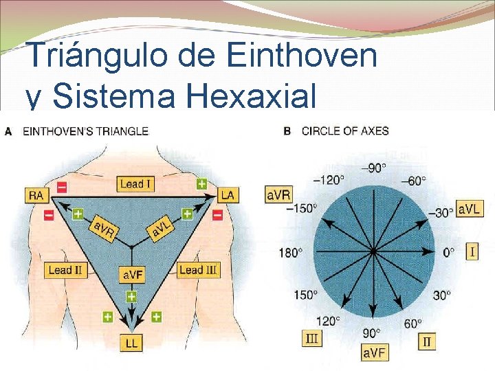 Triángulo de Einthoven y Sistema Hexaxial 