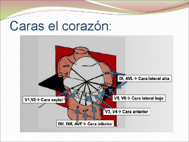 Caras el corazón: Derivaciones de la cara anterior: Región septal: V 1 y V