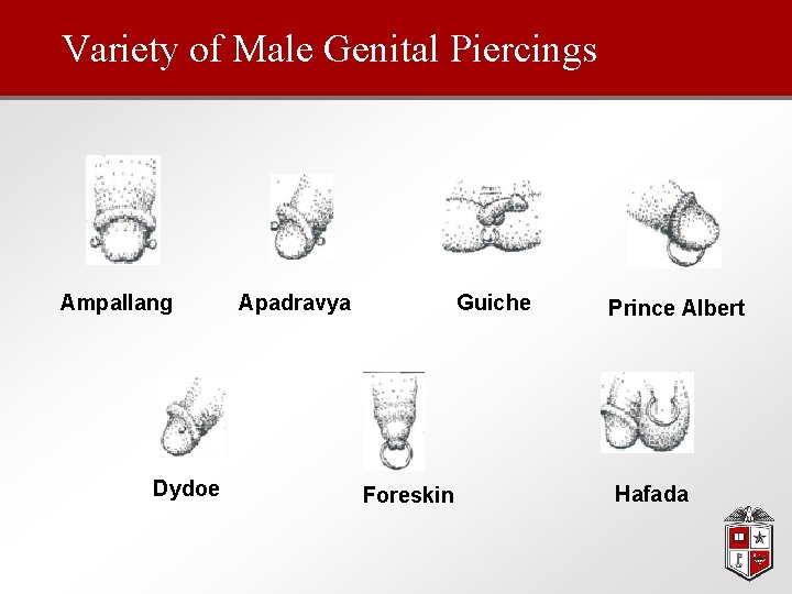 Variety of Male Genital Piercings Ampallang Dydoe Apadravya Guiche Foreskin Prince Albert Hafada 