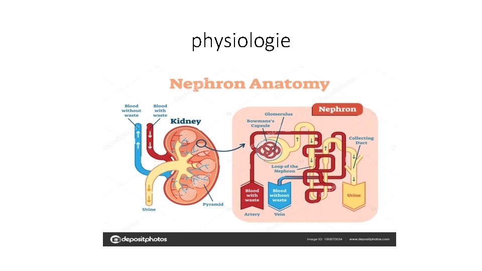 physiologie 