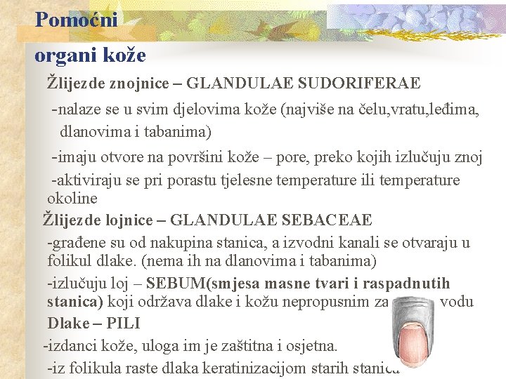 Pomoćni organi kože Žlijezde znojnice – GLANDULAE SUDORIFERAE -nalaze se u svim djelovima kože