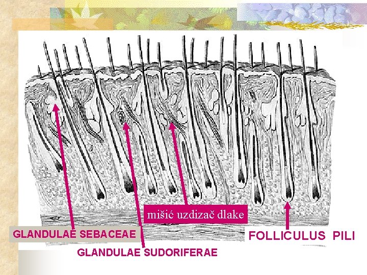 mišić uzdizač dlake GLANDULAE SEBACEAE GLANDULAE SUDORIFERAE FOLLICULUS PILI 