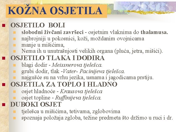 KOŽNA OSJETILA n OSJETILO BOLI n n n OSJETILO TLAKA I DODIRA n n