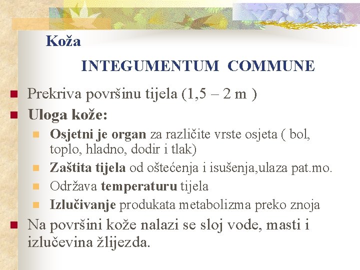 Koža INTEGUMENTUM COMMUNE n n Prekriva površinu tijela (1, 5 – 2 m )