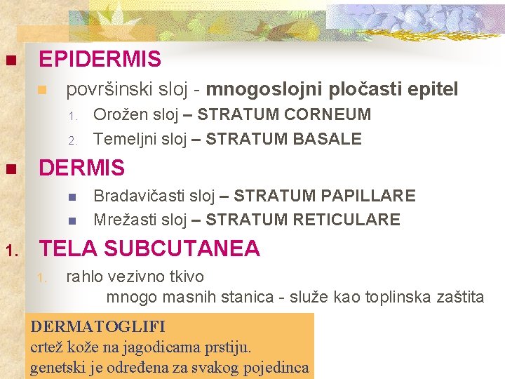 n EPIDERMIS n površinski sloj - mnogoslojni pločasti epitel 1. 2. n DERMIS n
