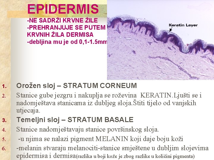 EPIDERMIS -NE SADRŽI KRVNE ŽILE -PREHRANJUJE SE PUTEM KRVNIH ŽILA DERMISA -debljina mu je