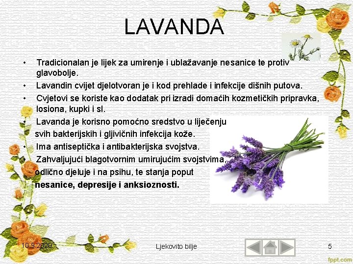 LAVANDA • Tradicionalan je lijek za umirenje i ublažavanje nesanice te protiv glavobolje. •