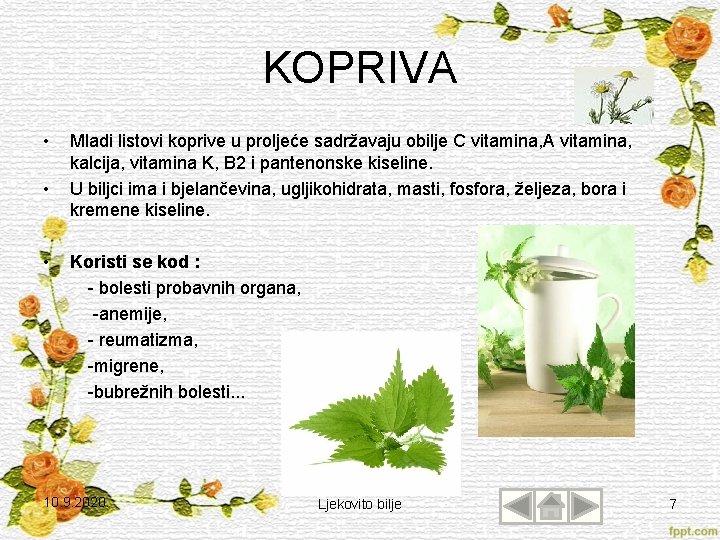 KOPRIVA • • Mladi listovi koprive u proljeće sadržavaju obilje C vitamina, A vitamina,