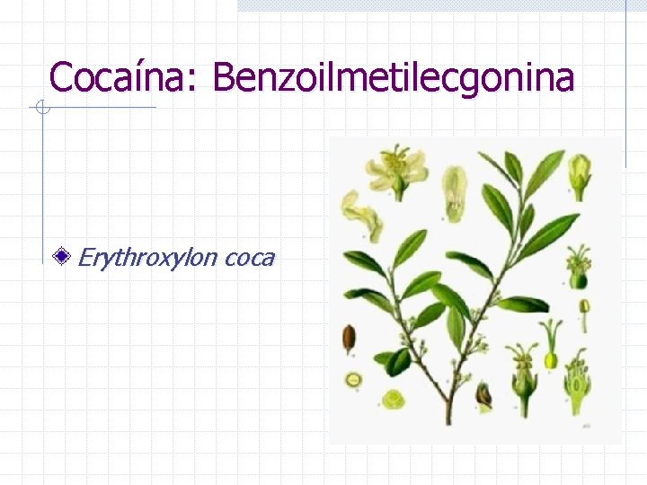 Cocaína: Benzoilmetilecgonina Erythroxylon coca 