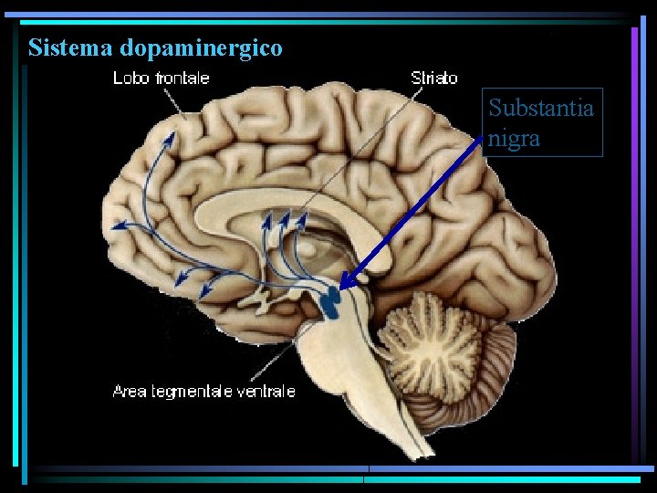 Sistema dopaminergico Substantia nigra 