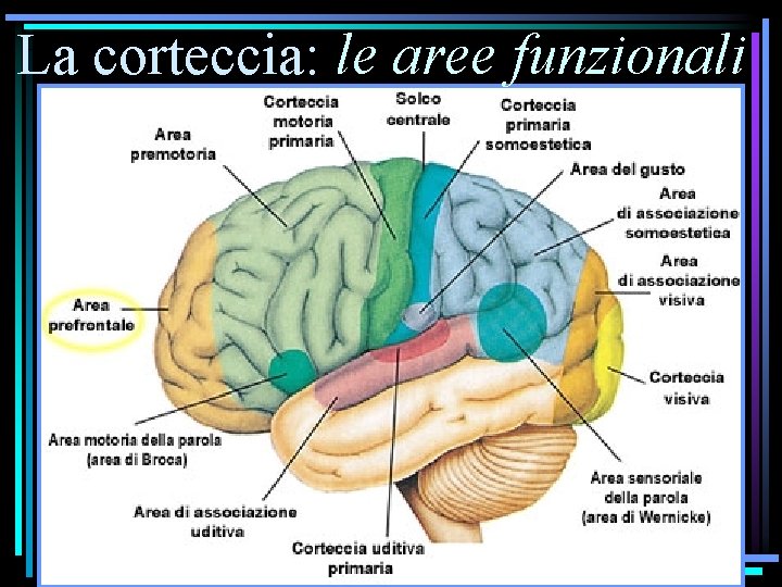 La corteccia: le aree funzionali 