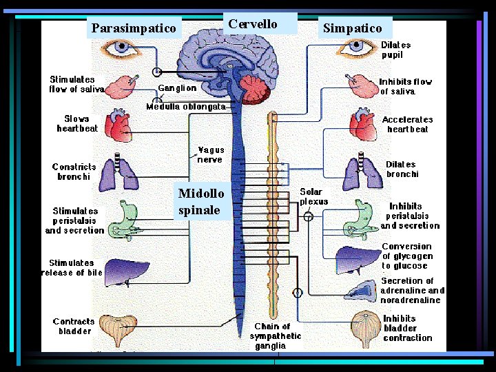 Cervello Parasimpatico Midollo spinale Simpatico 