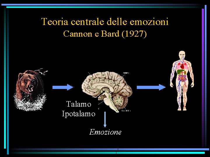 Teoria centrale delle emozioni Cannon e Bard (1927) Talamo Ipotalamo Emozione 