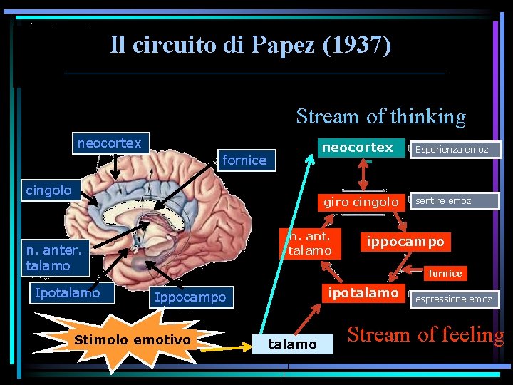 Il circuito di Papez (1937) Stream of thinking neocortex fornice cingolo Esperienza emoz giro