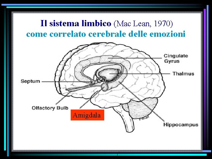 Il sistema limbico (Mac Lean, 1970) come correlato cerebrale delle emozioni Amigdala 