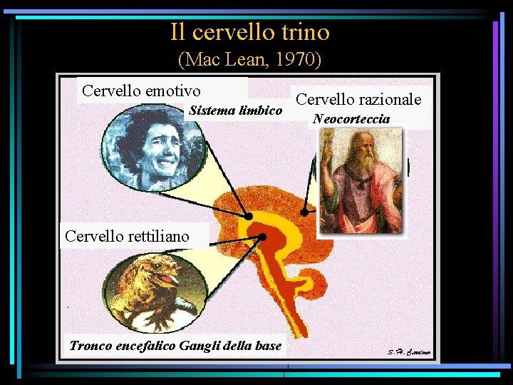 Il cervello trino (Mac Lean, 1970) Cervello emotivo Sistema limbico Cervello rettiliano Tronco encefalico