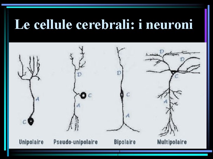 Le cellule cerebrali: i neuroni 