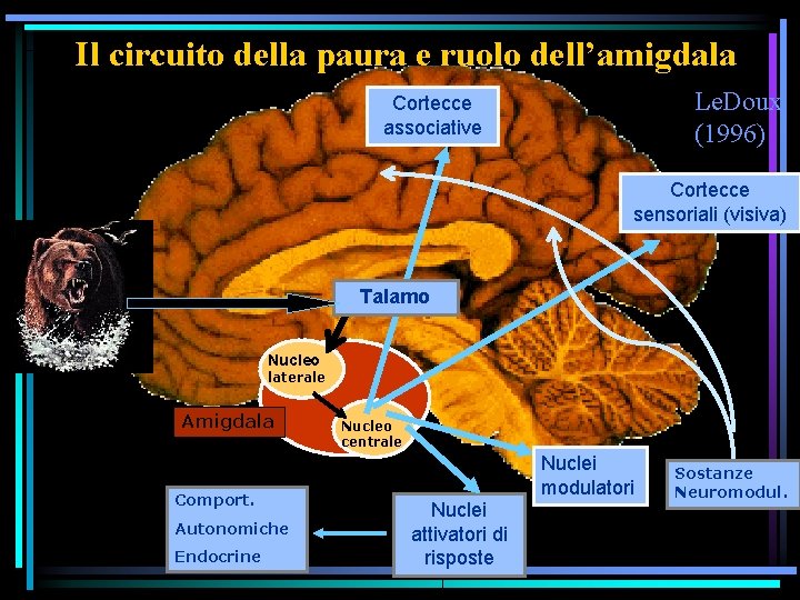 Il circuito della paura e ruolo dell’amigdala Le. Doux (1996) Cortecce associative Cortecce sensoriali