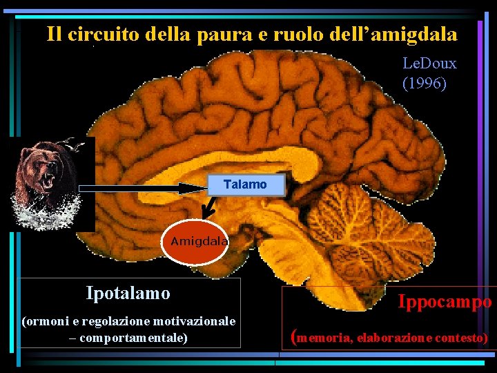 Il circuito della paura e ruolo dell’amigdala Le. Doux (1996) Talamo Amigdala Ipotalamo (ormoni
