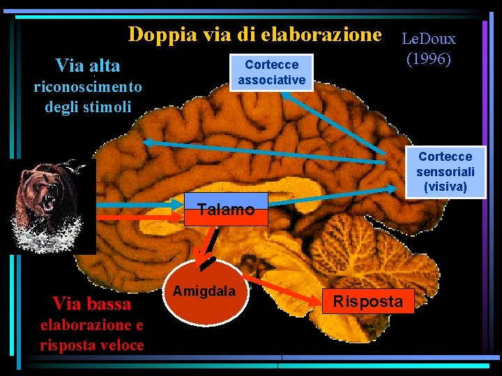 Doppia via di elaborazione Via alta Cortecce associative riconoscimento degli stimoli Le. Doux (1996)