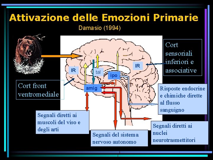 Attivazione delle Emozioni Primarie Damasio (1994) IR Cort front ventromediale Segnali diretti ai muscoli