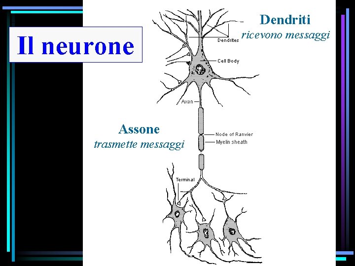 Dendriti Il neurone Assone trasmette messaggi ricevono messaggi 