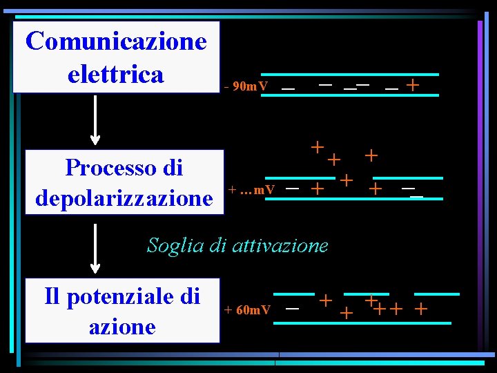 Comunicazione elettrica Processo di depolarizzazione _ __ _ + - 90 m. V _