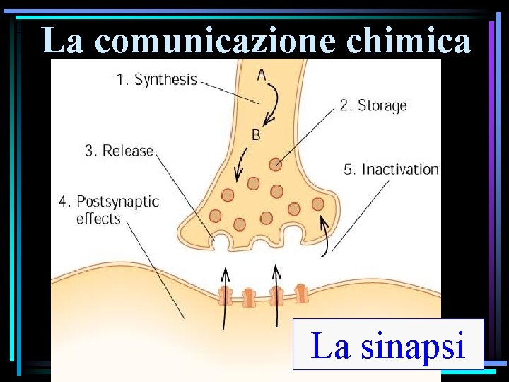 La comunicazione chimica La sinapsi 