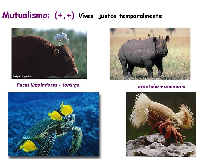 Mutualismo: (+, +) Viven juntos temporalmente Peces limpiadores + tortuga ermitaño + anémona 