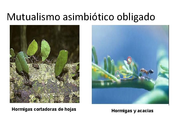 Mutualismo asimbiótico obligado Hormigas cortadoras de hojas Hormigas y acacias 