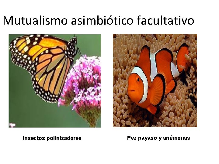 Mutualismo asimbiótico facultativo Insectos polinizadores Pez payaso y anémonas 