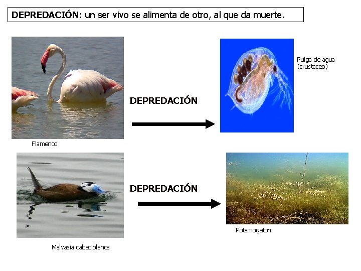 DEPREDACIÓN: un ser vivo se alimenta de otro, al que da muerte. Pulga de