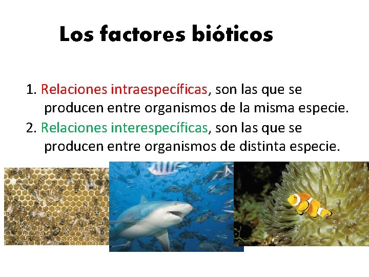 11 Los factores bióticos 1. Relaciones intraespecíficas, son las que se producen entre organismos