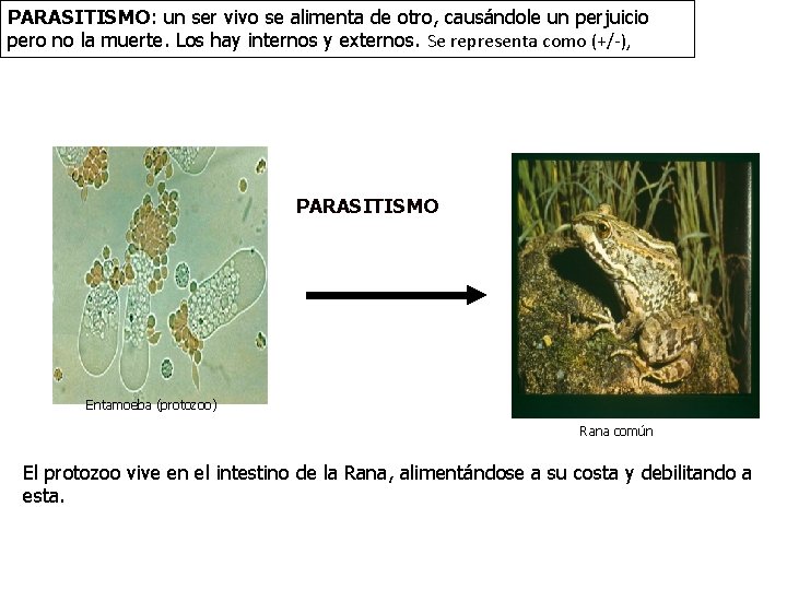 PARASITISMO: un ser vivo se alimenta de otro, causándole un perjuicio pero no la