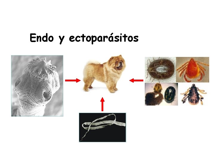 Endo y ectoparásitos 