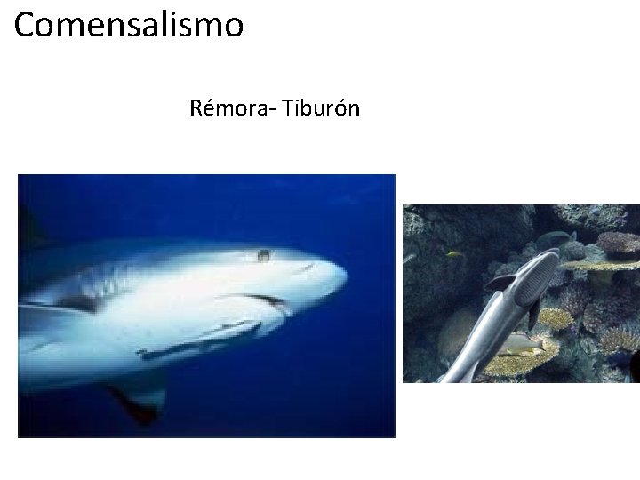 Comensalismo Rémora- Tiburón 