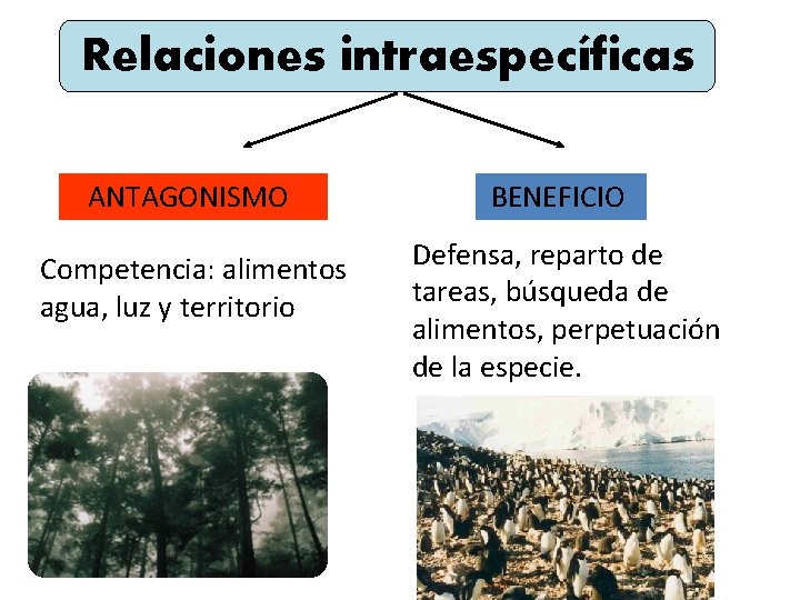 Relaciones intraespecíficas ANTAGONISMO BENEFICIO Competencia: alimentos agua, luz y territorio Defensa, reparto de tareas,