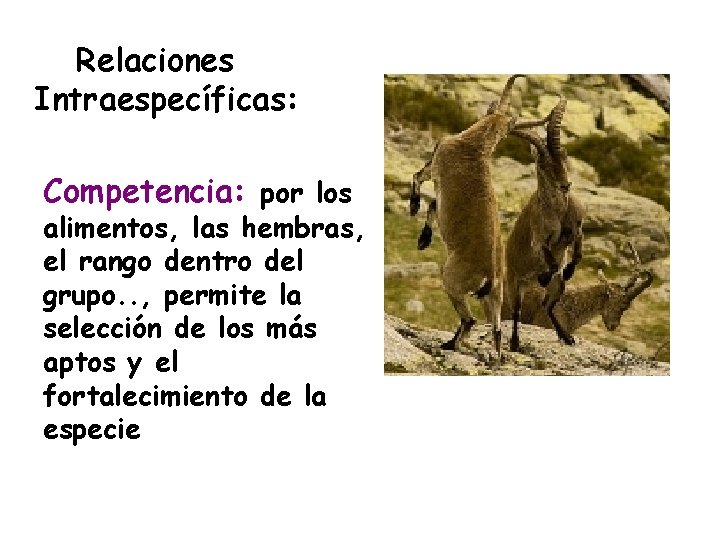 Relaciones Intraespecíficas: Competencia: por los alimentos, las hembras, el rango dentro del grupo. .