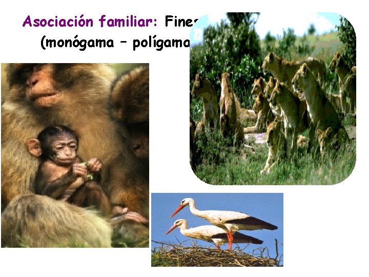 Asociación familiar: Fines reproductivos (monógama – polígama) 