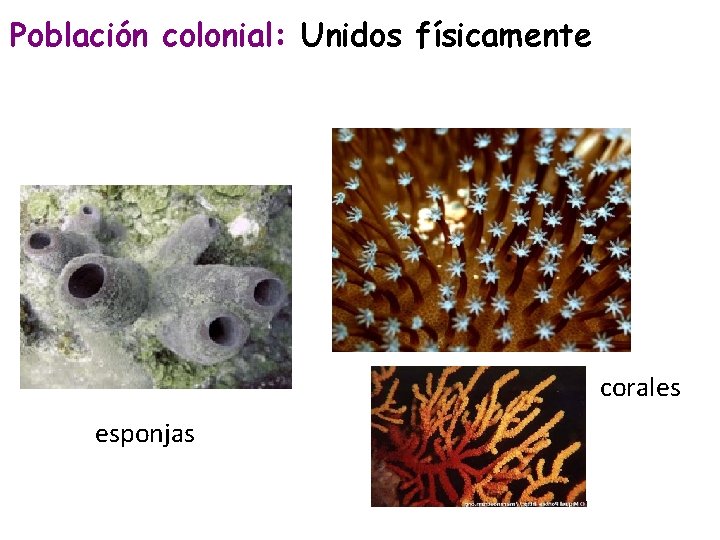 Población colonial: Unidos físicamente corales esponjas 