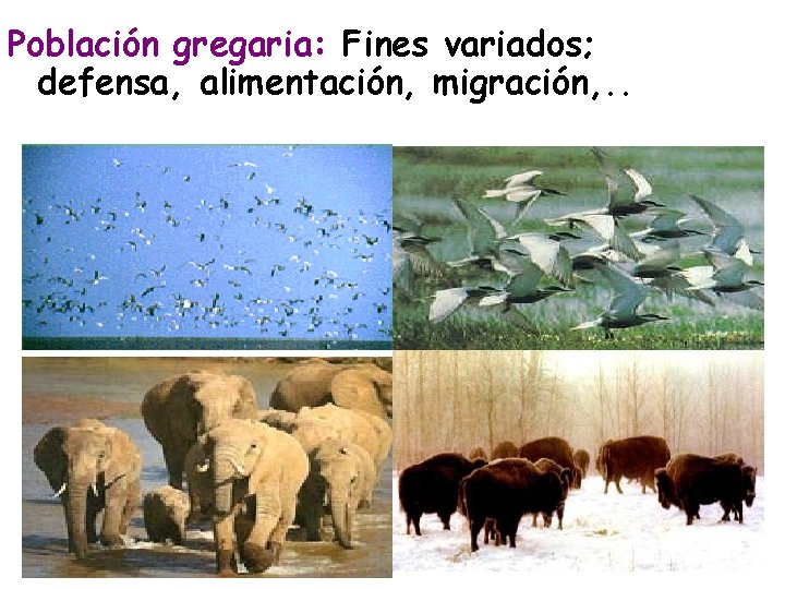 Población gregaria: Fines variados; defensa, alimentación, migración, . . 