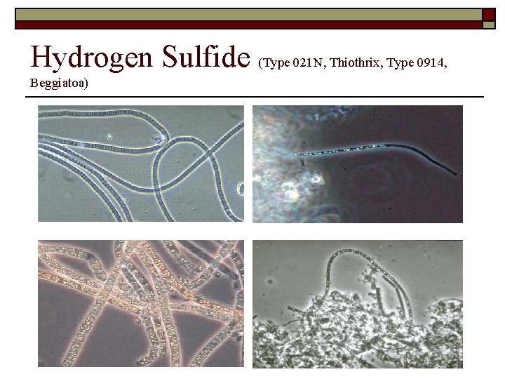 Hydrogen Sulfide (Type 021 N, Thiothrix, Type 0914, Beggiatoa) 